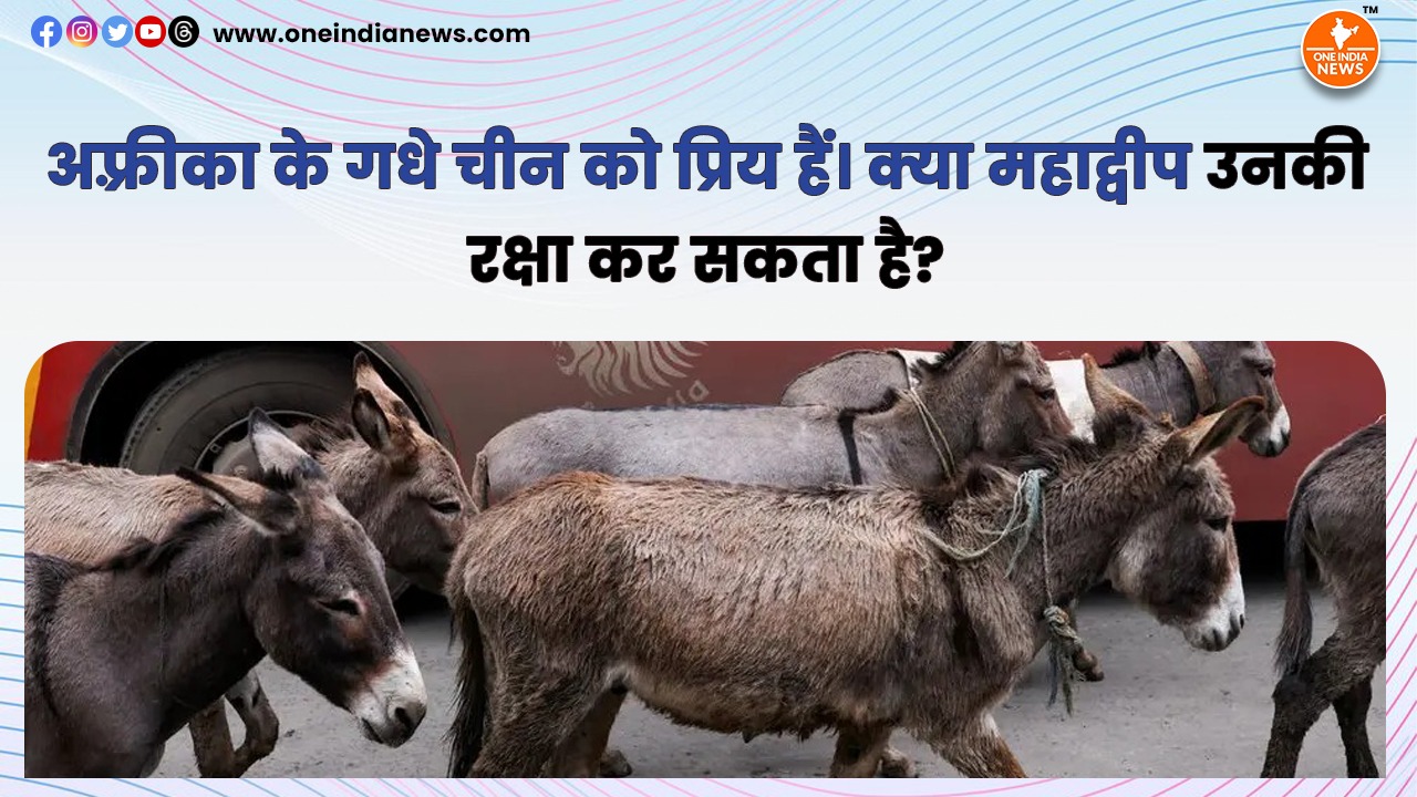 अफ़्रीका के गधे चीन को प्रिय हैं। क्या महाद्वीप उनकी रक्षा कर सकता है?